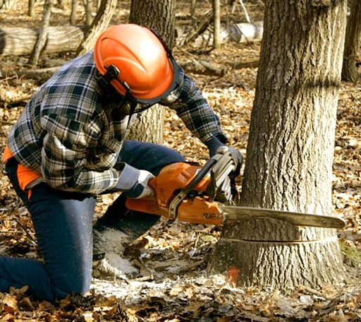 Tree Removal in Whitsett, NC